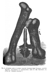 FIG. 5.—MONSTER BONES OF EXTINCT GIGANTIC SAURIANS FROM COLORADO, SHOWING RELATIVE PROPORTIONS TO CORRESPONDING BONE IN THE CROCODILE (A).<br> (<i>From the</i> “<i>Scientific American</i>.”)