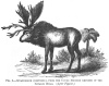 FIG. 6. SIVATHERIUM (RESTORED), FROM THE UPPER MIOCENE DEPOSITS OF THE SIWALIK HILLS. (<i>After Figuier</i>.)