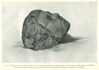 FIG. 2.—WATER-COLOUR SKETCH BY MRS. CECIL FIRTH, REPRESENTING A RESTORATION OF THE EARLY MUMMY FOUND AT MEDÛM BY PROF. FLINDERS PETRIE, NOW IN THE MUSEUM OF THE ROYAL COLLEGE OF SURGEONS IN LONDON