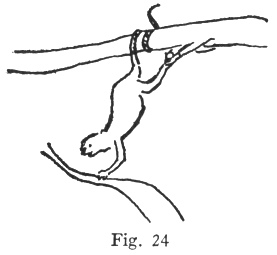 Fig. 24